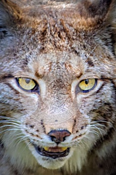 Closeup of lynx with yellow eyes