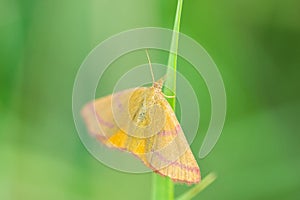 Closeup of a lythria cruentaria, moth resting in a green meadow