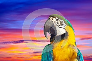 Closeup of macaw against sunset