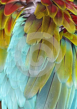 Closeup of Macaw Feathers (background)