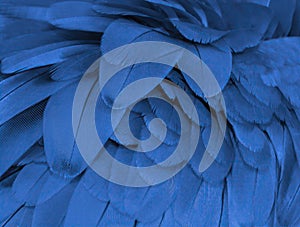 Closeup macaw feathers for background