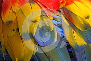 Closeup of macaw parrot feather