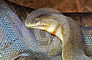 Macklot`s Python or freckled Python in The Cave