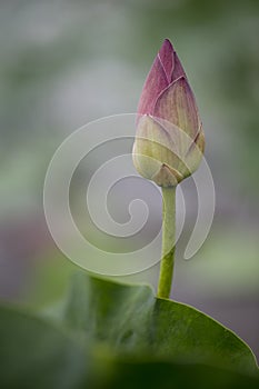 Closeup macro of aquatic pink petal lotus with yellow seed pod inside