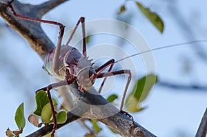 Closeup macro of armored cricket insect in Angola