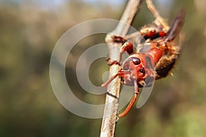 Closeup macro of a asian hornet head