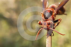 Closeup macro of a asian hornet head in daytime