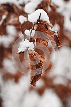 Closeup macro of autumn leaves covered in snow