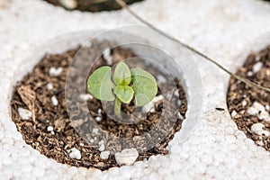 Closeup macro of basil young plants seedlings in Styrofoam