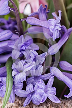 Closeup macro of beautiful flower purple hyacinth