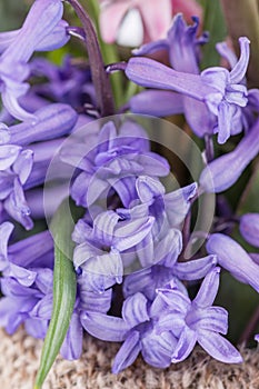 Closeup macro of beautiful flower purple hyacinth