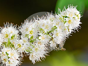 Closeup macro of a beautiful white wildflower with great detail - taken in the BWCA Boundary Waters Canoe Area photo