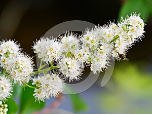 Closeup macro of a beautiful white wildflower with great detail - taken in the BWCA Boundary Waters Canoe Area photo