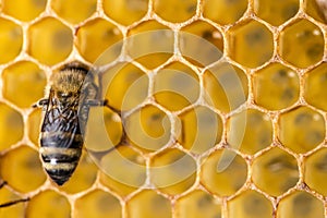 Closeup macro of bees on wax frame honeycomb in apiary Honey bee hive with selective focus