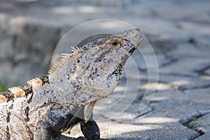 Closeup, macro of a Black spiny-tailed iguana, Black iguana, or Black ctenosaur. Riviera Maya, Cancun, Mexico.