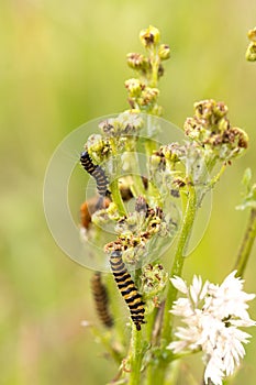 Closeup macro of black and yellow striped toxic zebra caterpillars eating from plant during summer, day time. Broekpolder
