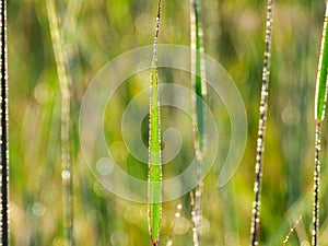 Closeup Macro of Blades of Grass Covered with Dew Droplets Reflecting the Sun on a Summer Morning at Sunrise in Landscape