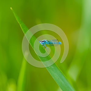 Closeup macro of bluet damselfly on blade of grass in the Crex Meadows Wildlife Area in Northern Wisconsin