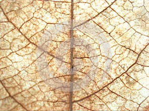 Closeup macro brown dry leaf with dead leave detail and blurred for background or texture