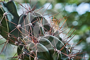 Closeup macro cactus details stock photo