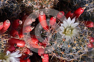 Closeup macro cactus details stock photo