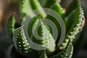 Closeup macro cactus details stock photo