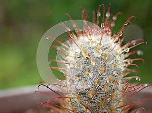 Closeup macro cactus of Mammillaria bombycina desert plant with water drops and green blurred background