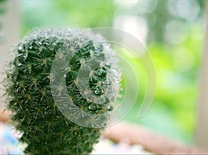 Closeup macro cactus Mammillaria desert plants with water drops and green blurred background