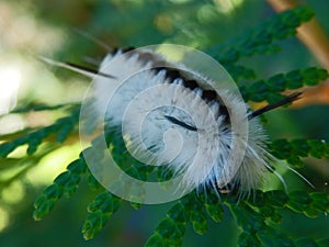 Closeup macro of caterpillar with face black white feathery