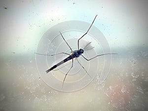 Closeup Macro of Chironomus Plumosus (Buzzer Midge) : A Remarkable Member of Chironomidae in Diptera Insects