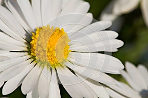 Closeup - Macro of Daisy Flower