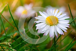Closeup macro of daisy flower blossom