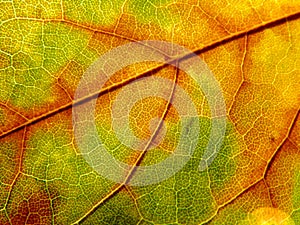 Closeup Macro Detail of Autumn Fall Colored Leaf with Veins