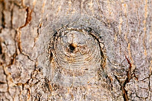 Closeup macro detail of old aged beautiful oak maple tree bark barque. Natural wooden textured abstract tree background.