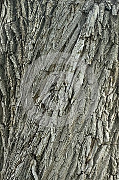 Closeup macro detail of old aged beautiful oak maple tree bark barque. Natural wooden textured abstract tree background unusual