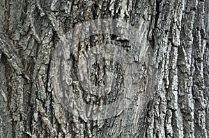 Closeup macro detail of old aged beautiful oak maple tree bark barque. Natural wooden textured abstract tree background unusual