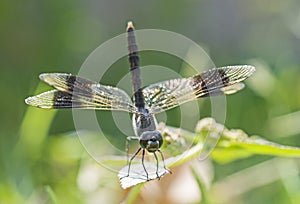 Closeup detail of wandering glider dragonfly on plant leaf