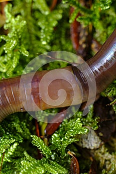 Earthworm Macro Closeup