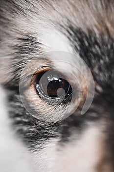 Closeup macro of eye of Finnish Lapphund dog