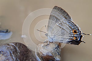 Closeup macro of a fawn hairstreak butterfly pudding on a rock