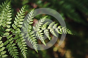 Closeup or macro of a fern in the forest or woods