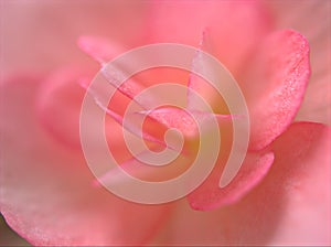 Closeup macro flower of pink petals begonia flower with blurred background , soft focus ,sweet color for wedding card design, rose