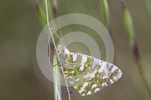 Closeup macro focus shot of Anthocharis Cardamines butterfly in a natural environment
