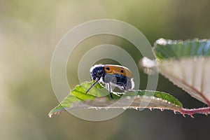 Closeup macro focus shot of Lachnaia Sexpunctata in a natural environment