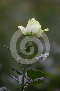 Closeup macro of a fresh white rose bud with a green leaf