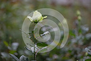 Closeup macro of a fresh white rose bud with a green leaf
