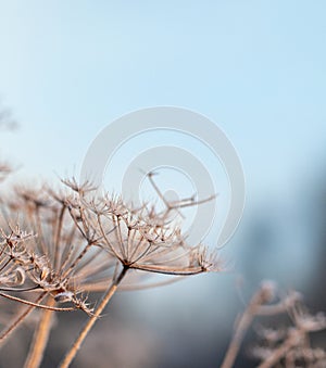 Closeup or macro of a frozen flower or plant