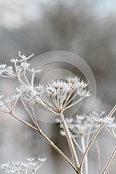 Closeup or macro of a frozen flower or plant