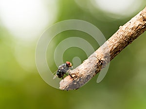 Closeup macro of green fly or greenbottle fly on branch eating food by spit saliva liquefy on it food that the enzymes can make it