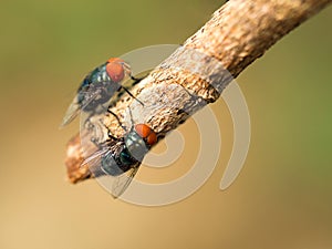 Closeup macro green fly insect or greenbottle fly on tree branch in nature